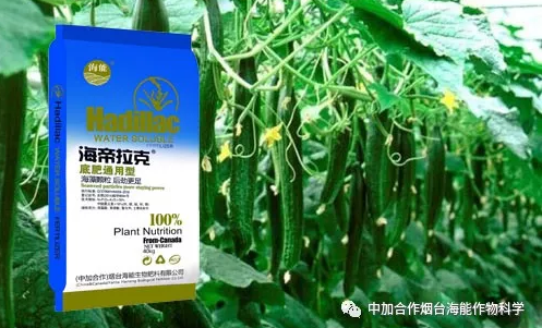 香蕉视频啪啪生物黃瓜全程施肥技術