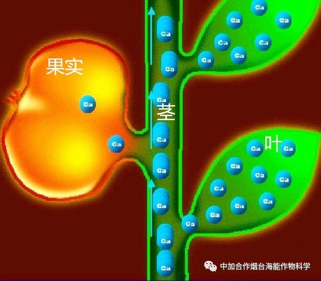 新款鈣肥研發成功啦！